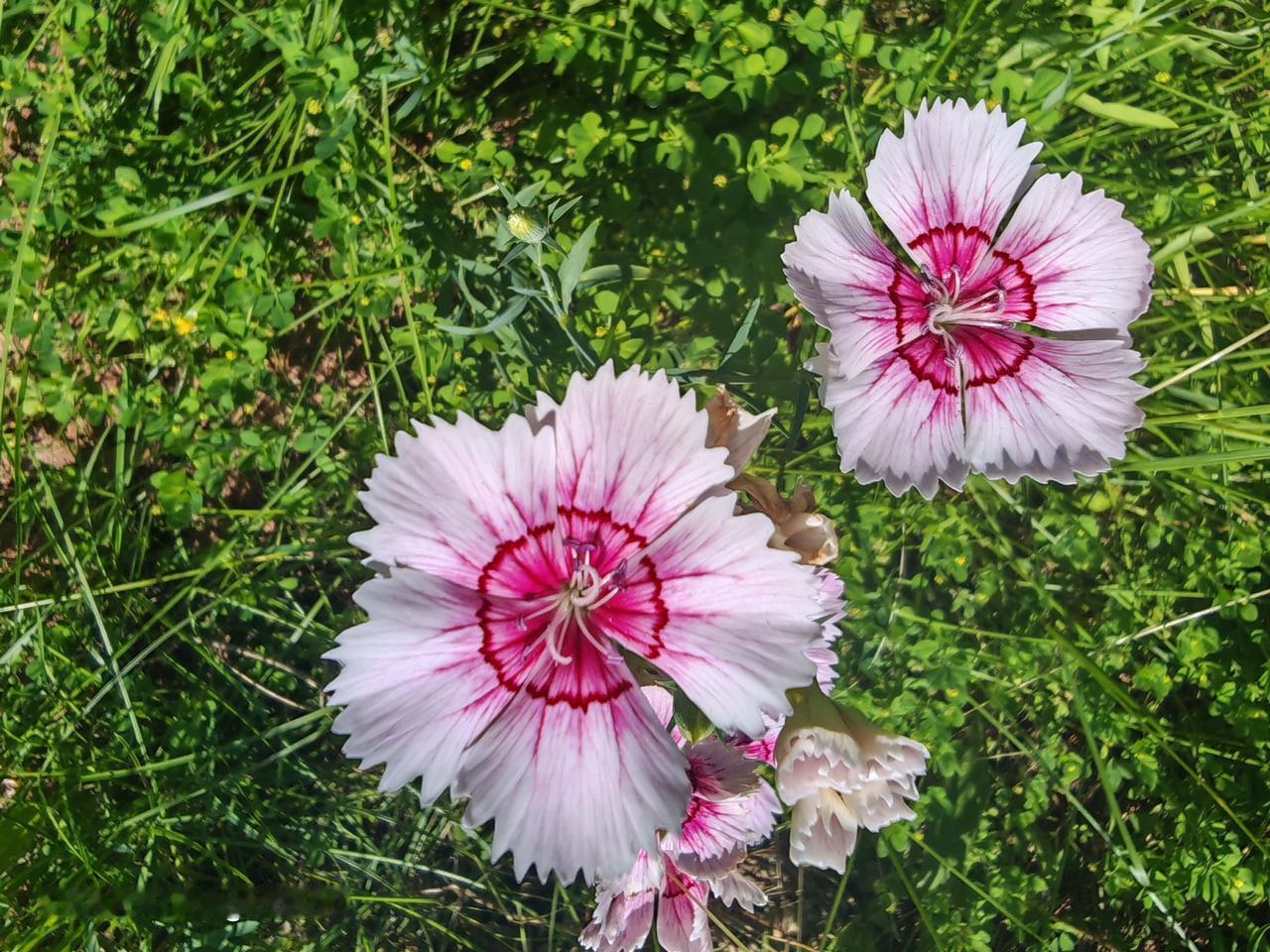 楼下小区里的石竹花，简直是一道亮丽的风景线。石竹花是常见的观赏性花卉，在小区种它