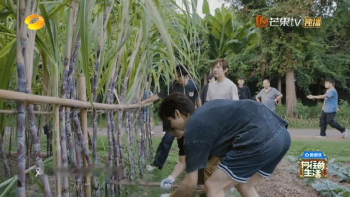 一进村就到赵小童舒适区 谁没被农田里的赵小童打动！像小鱼入海般自在，芒果TV S