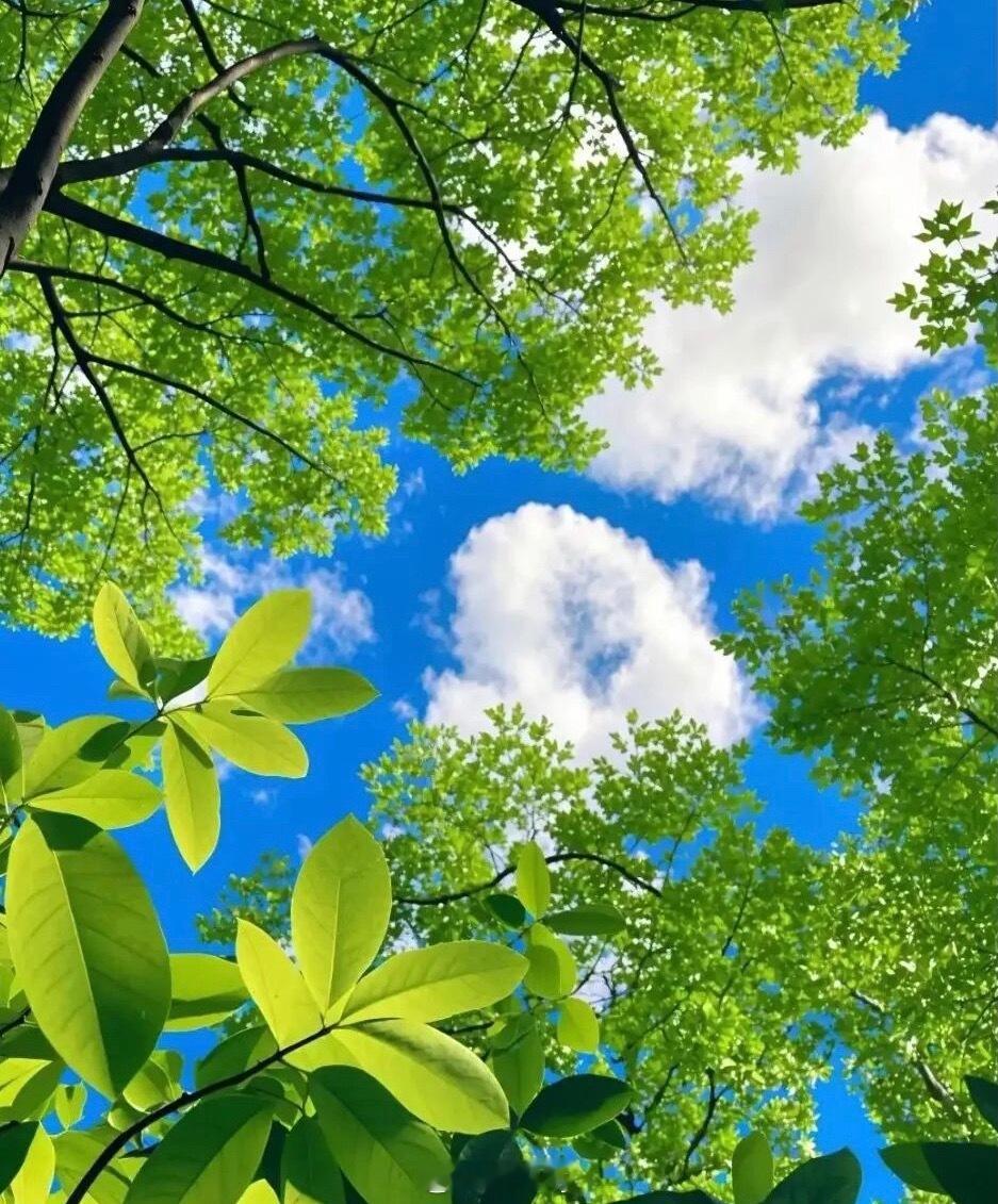 微博云祈福祈福2026华严宗祖庭西安华严寺 知不足而奋进，望远山而前行。人生没有