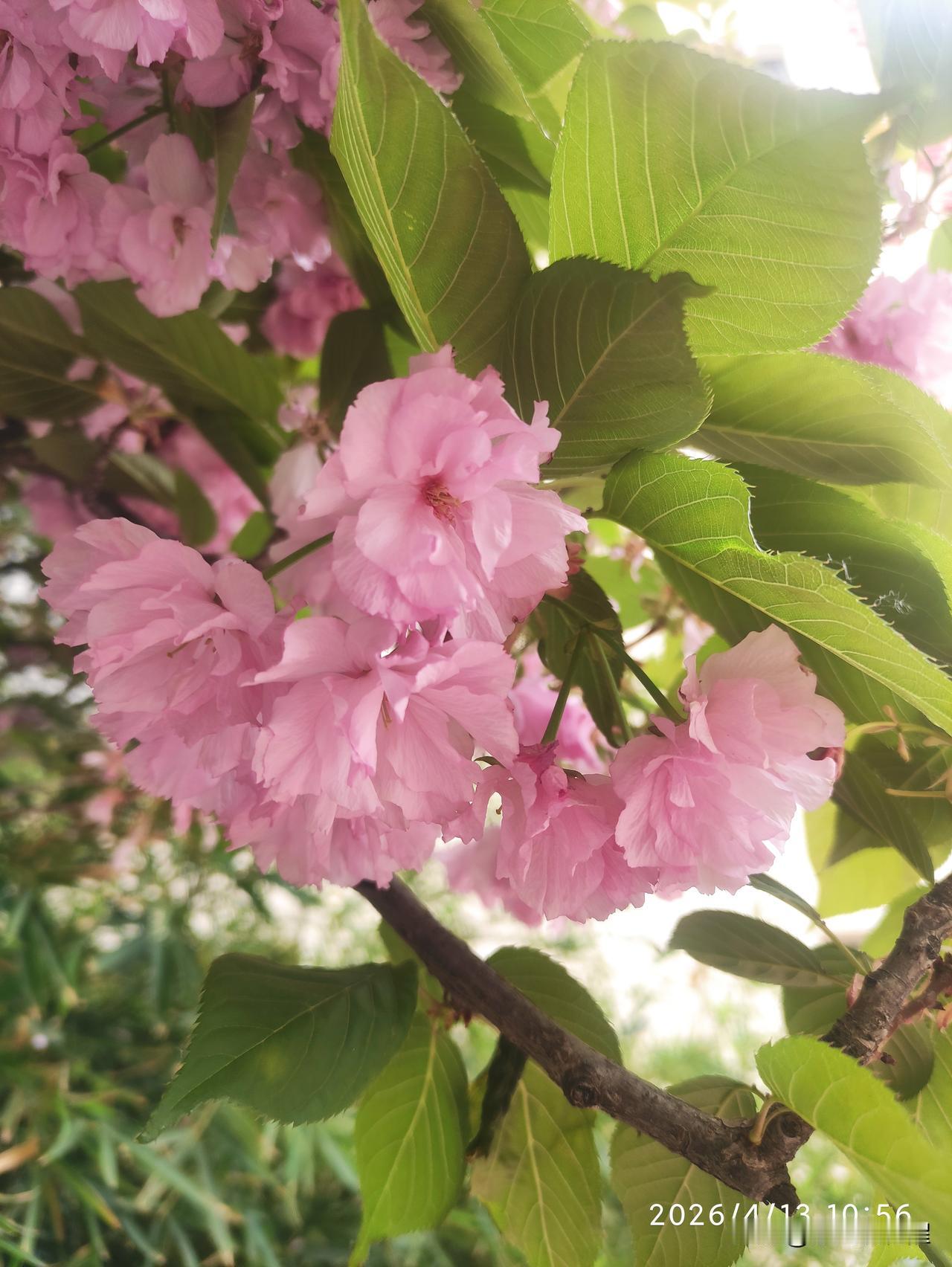 家门口拍到的晚樱🌸
社区医院的院里有一棵晚樱，因为有其它树遮挡，一直也没注意到