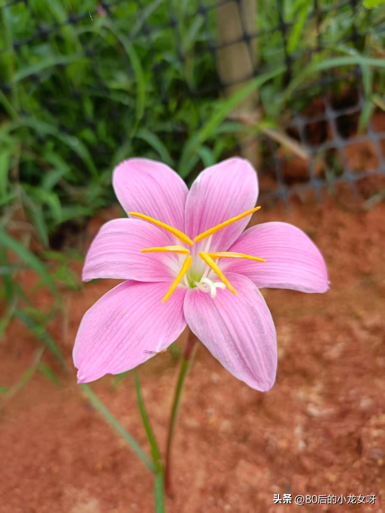 你们知道吗？

这是一朵粉红色的花
独立站在泥土中
孤芳自赏
开心😁😁
一上