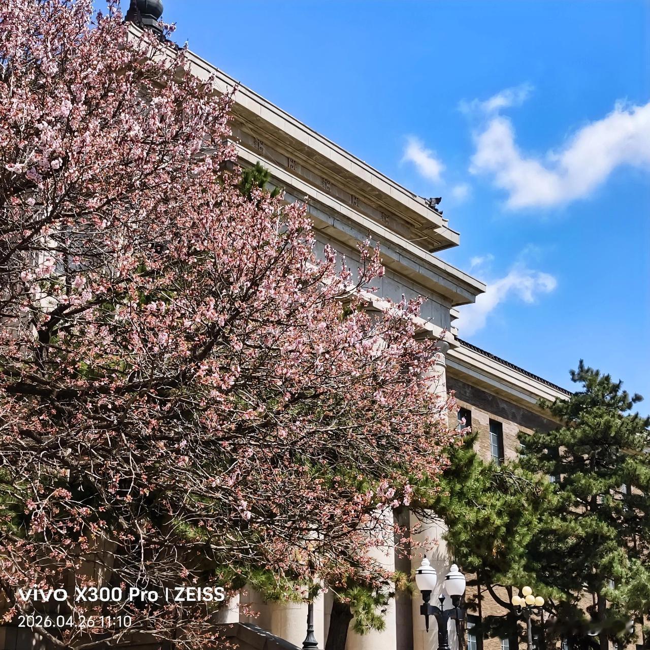【原创\图文】
吉大医学基础部院内的山杏树。
分享你手机里的花花草草的照片 分享