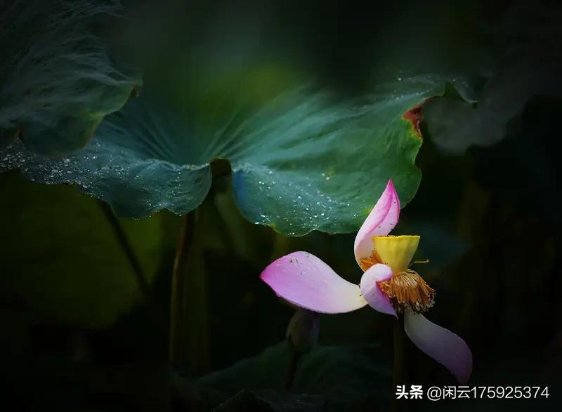 上联：一树桃情终有别；离思邀对，，满池荷意始相依！[微风]