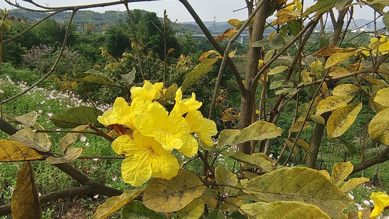 欧尔班为何会被中美俄同时支持请不要把我们和美国佬、俄罗斯捆绑一起。前几天万斯到布