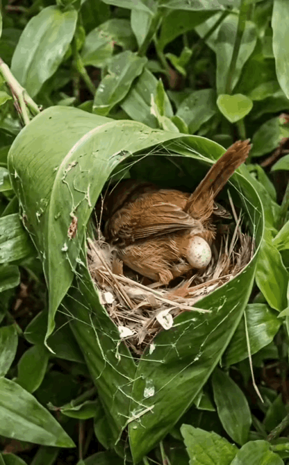 一颗两颗三颗四颗……