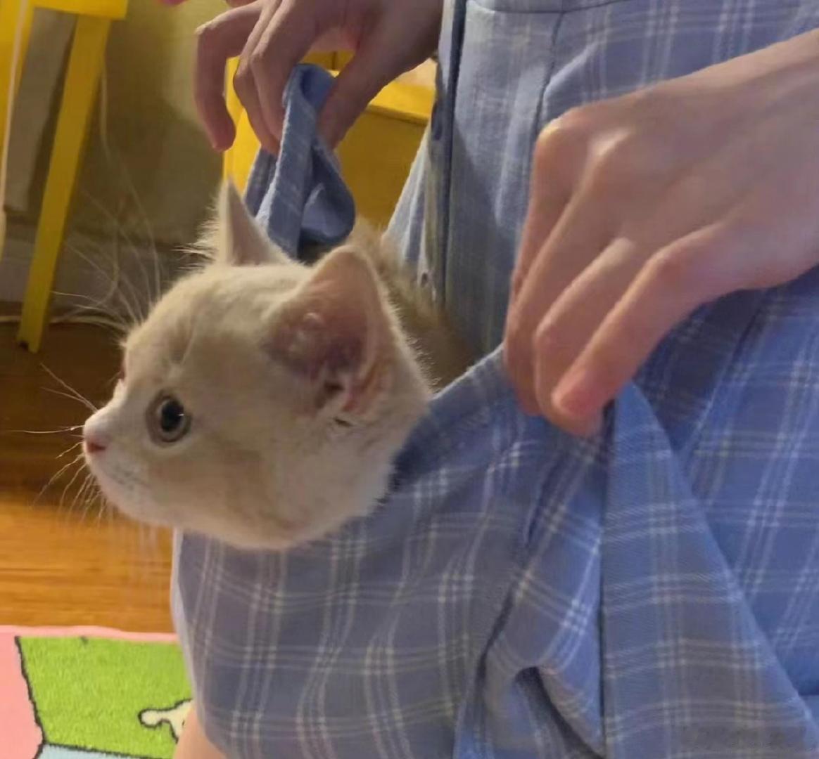 鞠婧祎鞠婧祎的猫也有番位鞠婧祎家里每只猫都拥有专属头衔，地位分得明明白白。小猫被