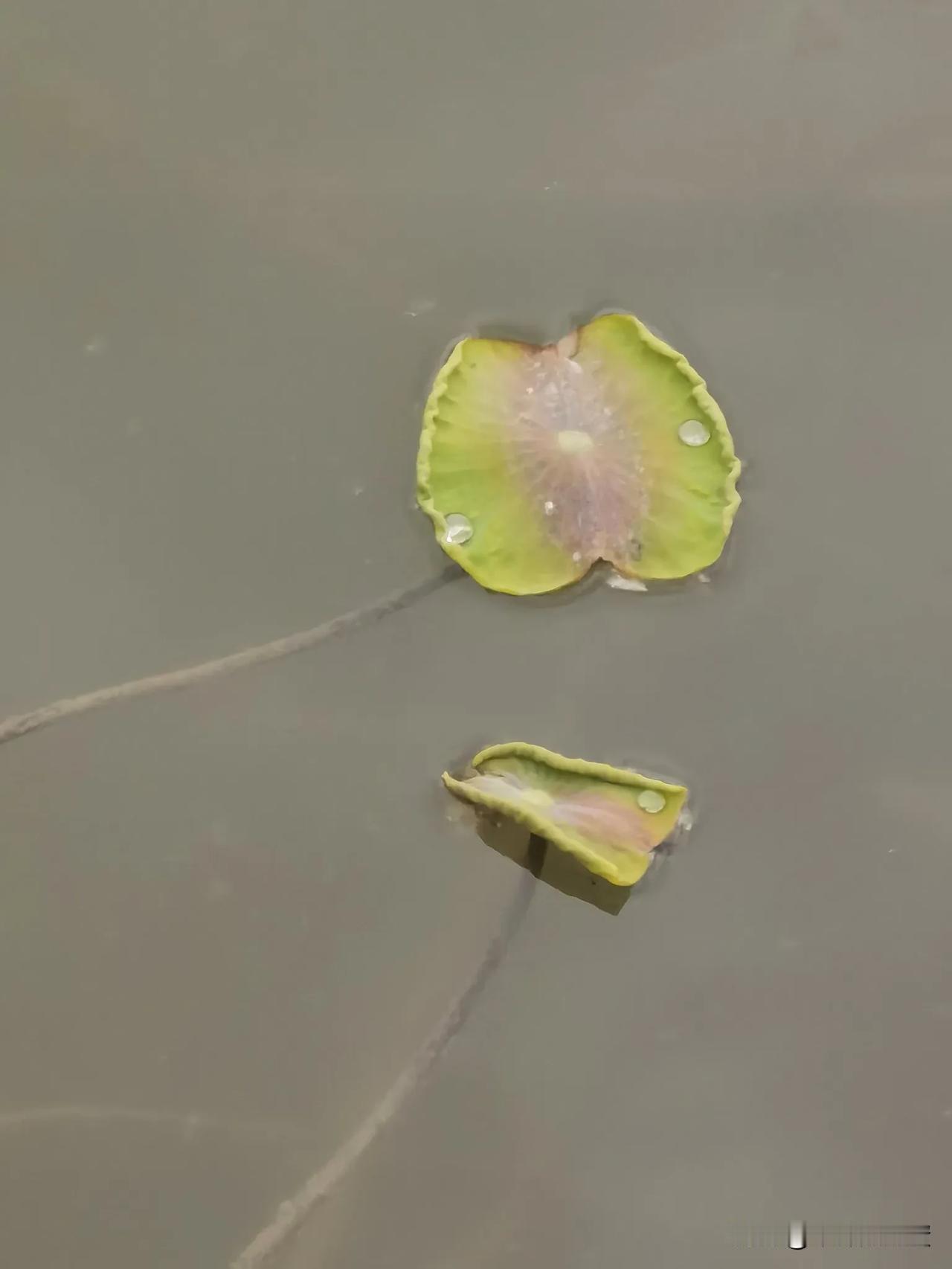 时至季节变
物随春日生
小荷才新绿
鸭群荡温情
春日生活打卡季
2025年5月2