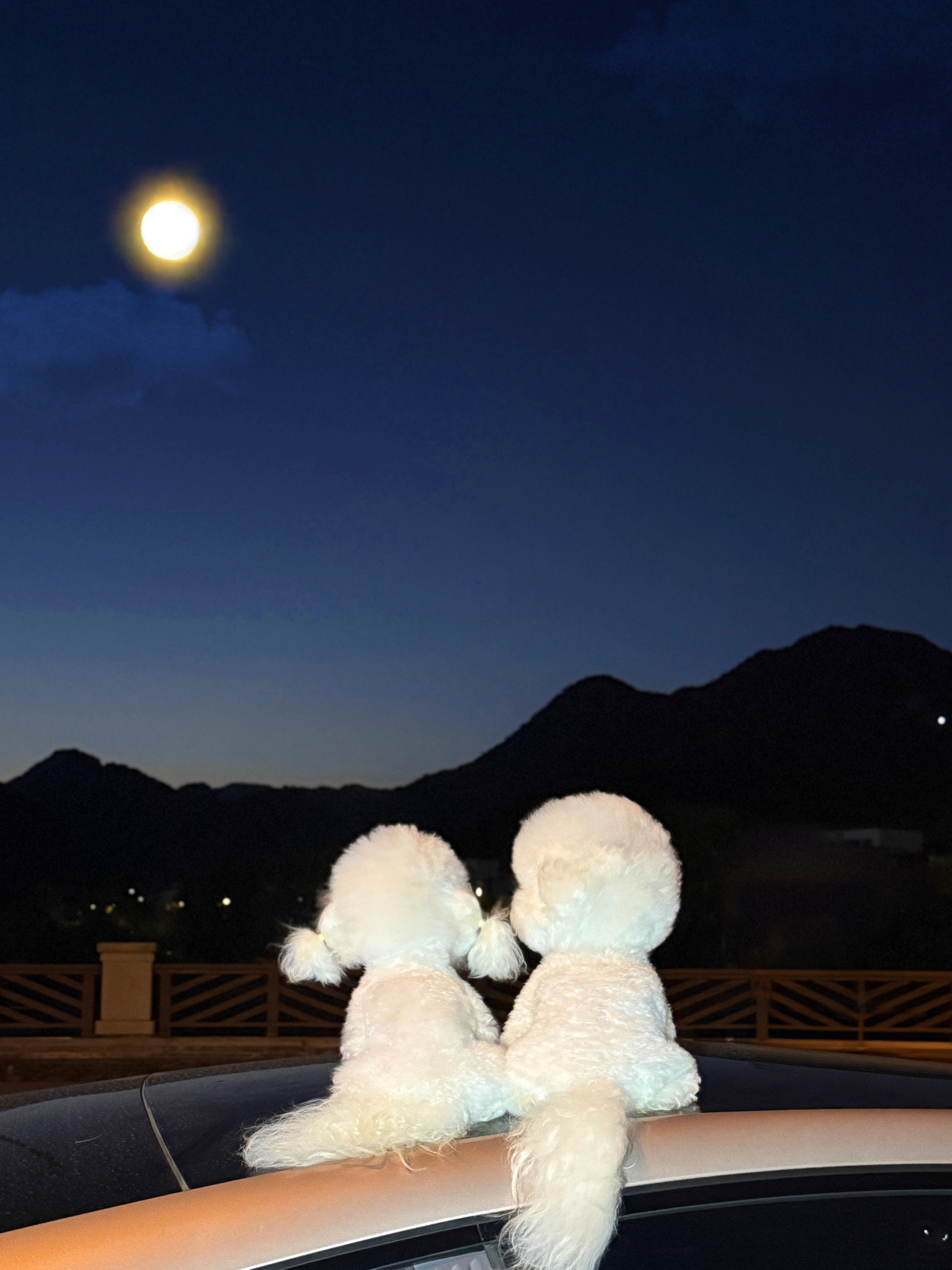 一起赏月的小狗，晚安咯🌕 ​​​