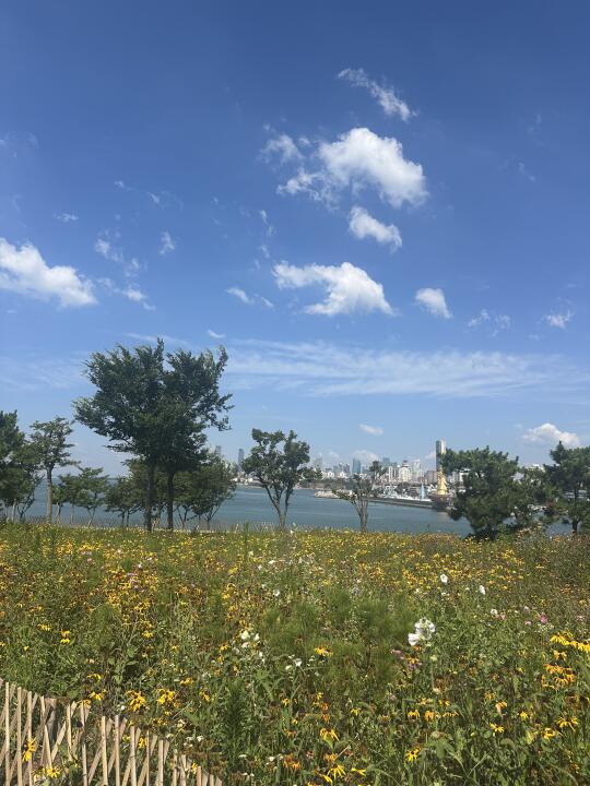 小麦岛的浒苔已经清理干净了，好漂亮️🍃