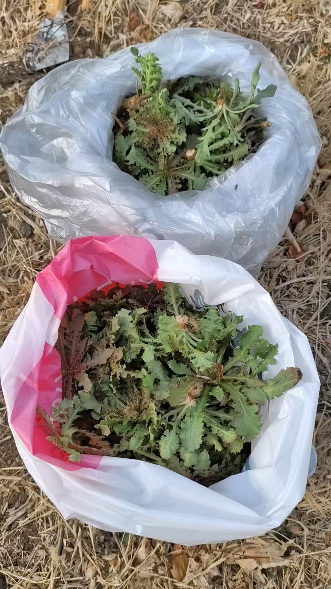 我挖的是荠菜吗？