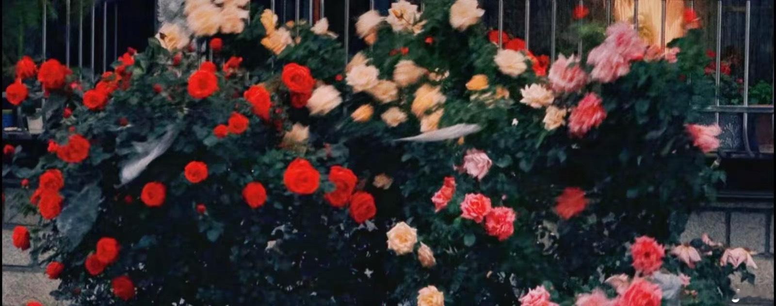 如花，似梦，是我们短暂的相遇。 