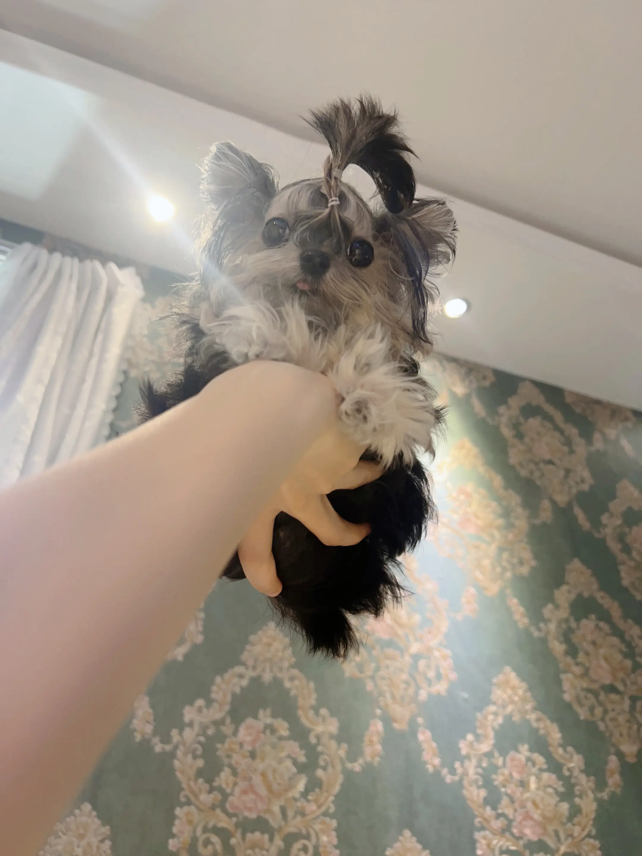 萌化了的黑珍珠。