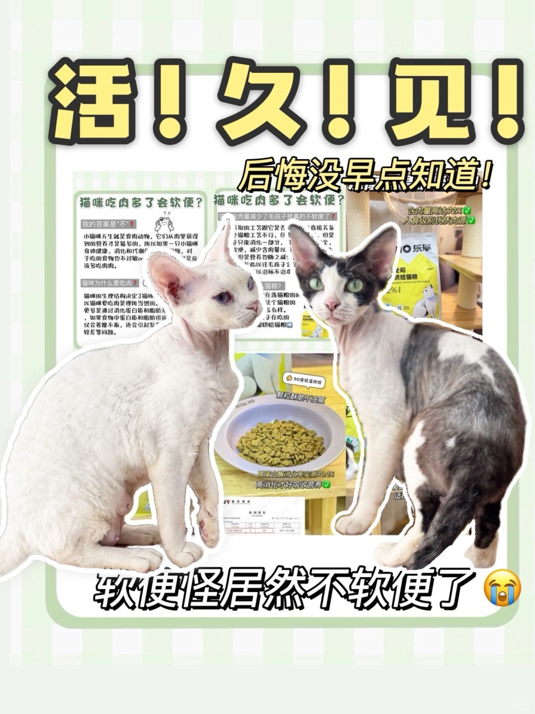 猫咪软便是肉的锅❓答案在这里～