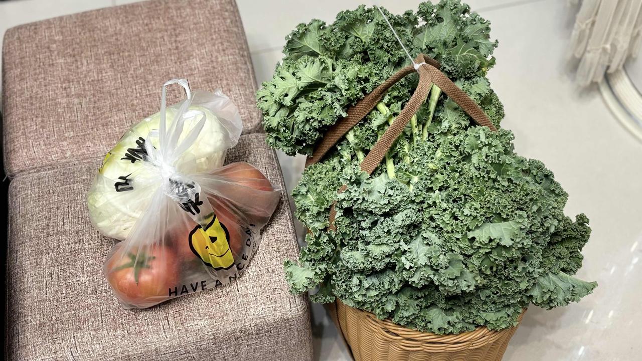 今天羽衣甘蓝大量采收，目前只采收了一半，又只能带回来一半，还有一半丢在工具棚里，