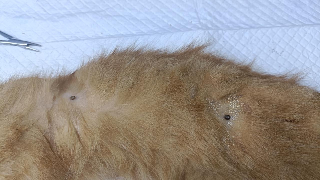 散养的小公猫身上沾满了小毛刺球，清理过程中发现有蜱虫死死叮在它们身上，我不敢弄，