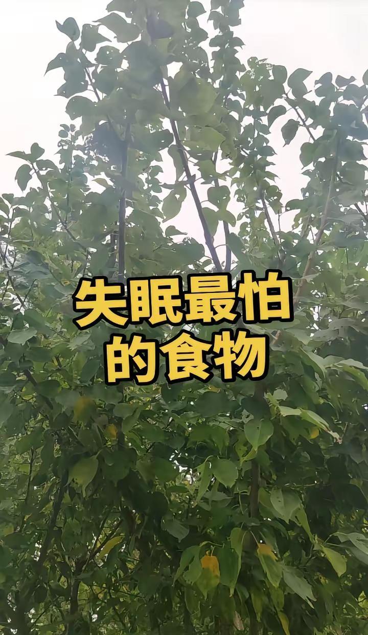 马刺还是太年轻了，关键失误&绝杀不中，尼克斯2：0领先文班亚马 尼克斯105比1