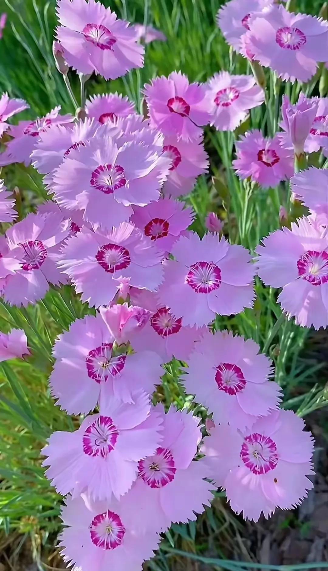 上联：一抹暖阳春花笑；
下联：？？？