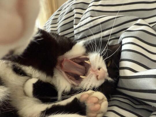 晚上坏 猫醒了