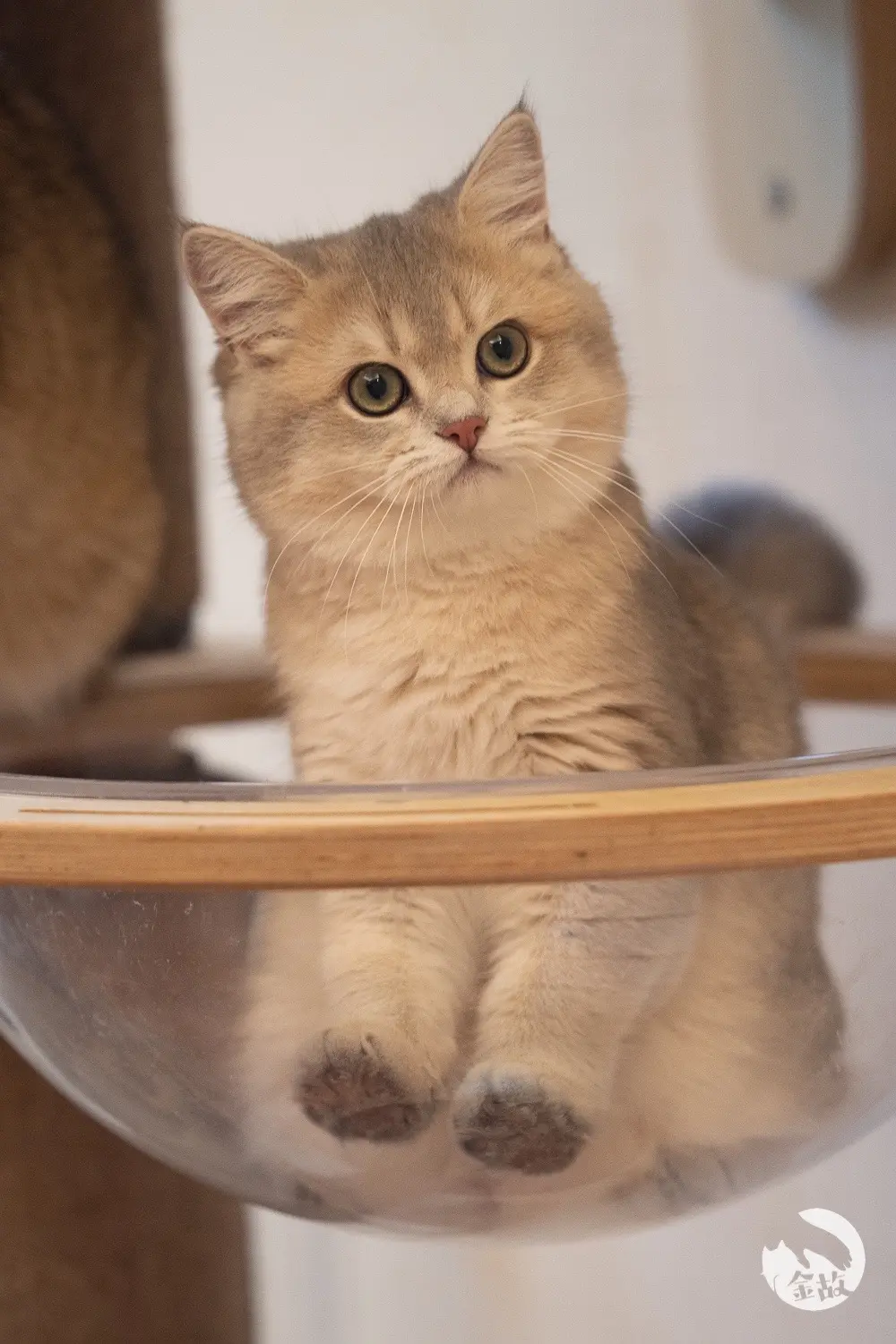 鸭蛋们的百日照来啦（我没忘嘿嘿）