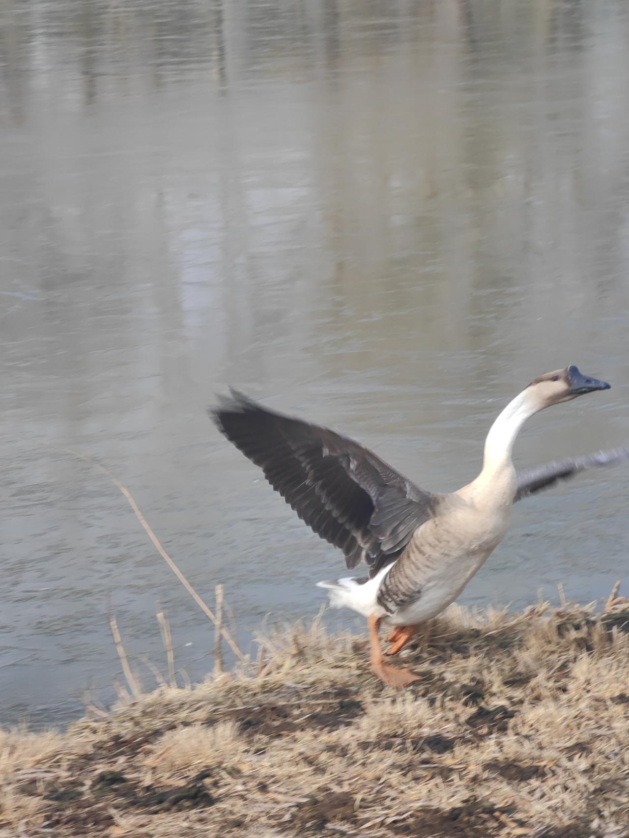 王窑作业区选择了一个具体的“五步巡查法”，就是来自基层的优秀做法，在推广中遇到了