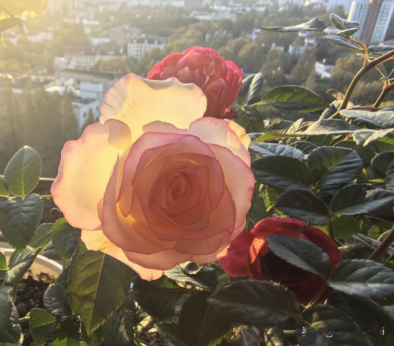 爱莎和绝色月季花~