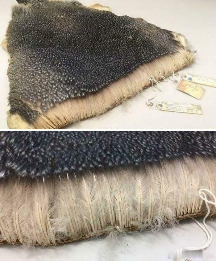 企鹅的羽毛和普通飞鸟完全不一样，又短又密，像瓦片一样层层叠叠覆盖全身，摸起来接近