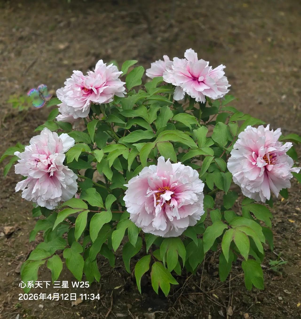 人间最美四月天，四月天里你最美[心][玫瑰][玫瑰][玫瑰][碰拳][握手][合