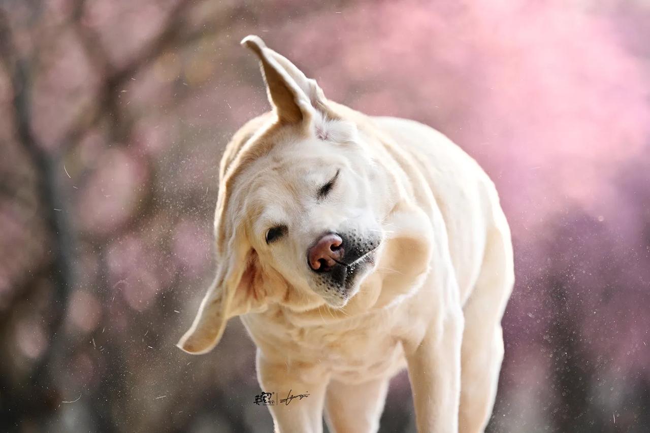 甩甩甩，让耳朵尖尖充分感受春天🥳
【花海拍摄】