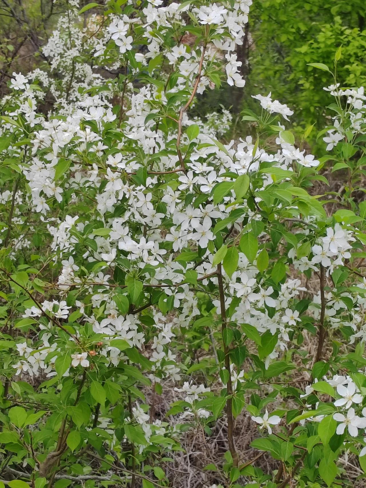 白花含笑，芳香扑鼻。