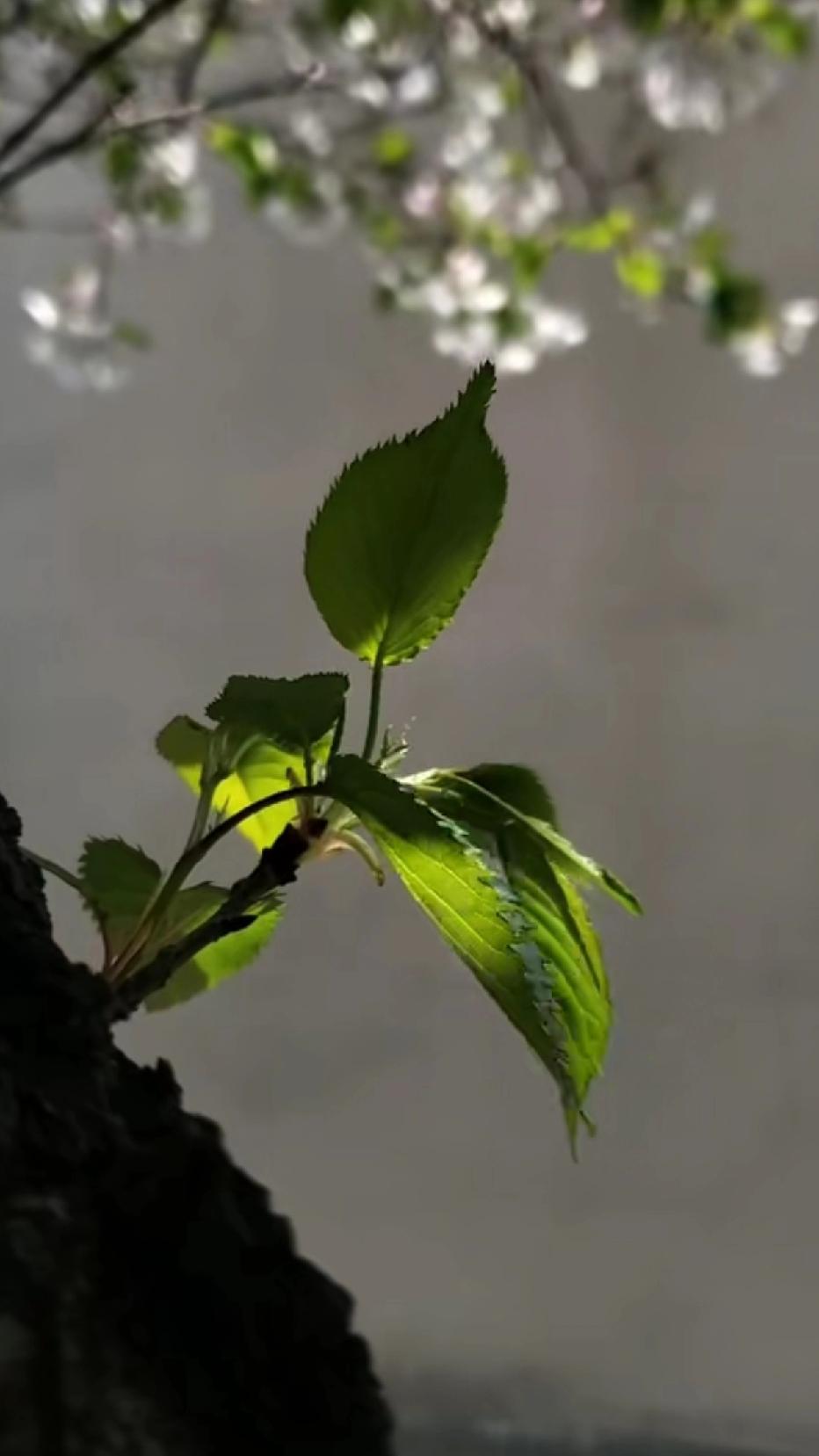 阳光，打在叶子上，忽明忽暗。
叶脉细细的，像丝丝缕缕的记忆。生命开始就是这个样子