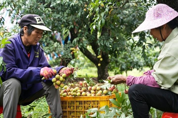 【酸酸甜甜！灵山“三月红”抢“鲜”上市】

4月24日，灵山县龙武农场大塘队果园