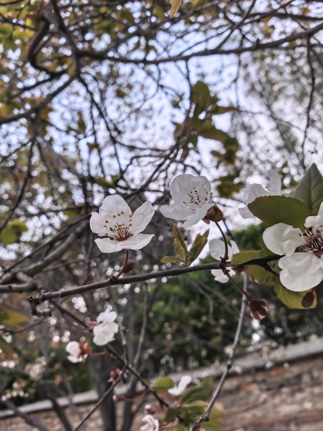 记录我的2026河边走一走，看到了非常鲜艳的美人梅。