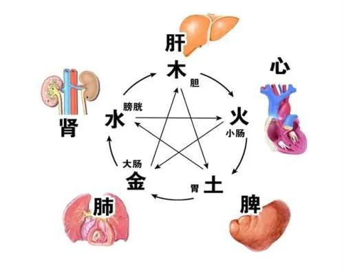 中医视角下的脏腑健康与调理：肾、肝、心失衡及应对之策

在中医学理论中，人体的五