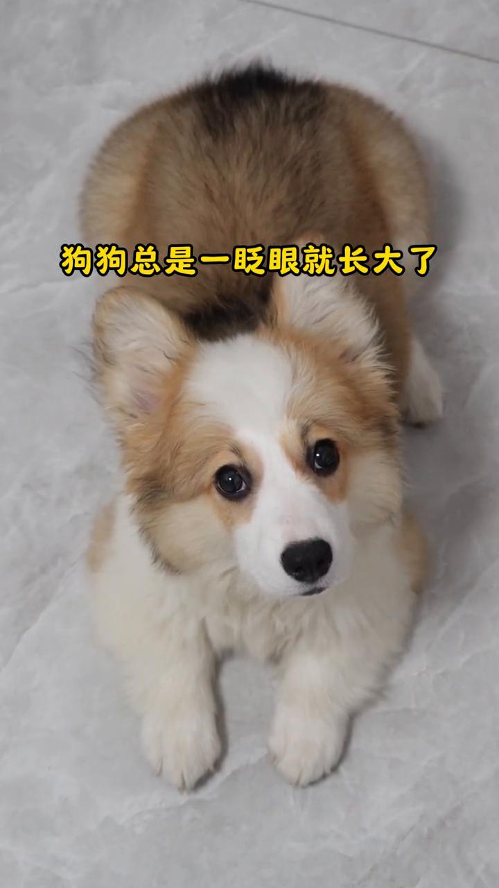 小妮眨眼间长大了。
狗狗总是一眨眼就长大了。