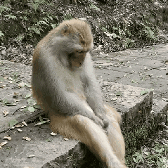 每天一条冷知识 吼猴体重通常只有7~10千克，却能发出老虎般低沉、喉音浓重的咆哮