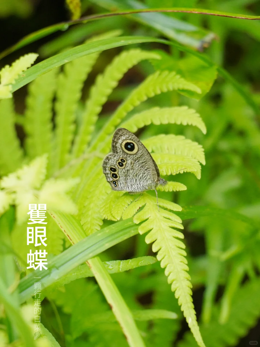 大家暂停下，看看我的蝴蝶朋友