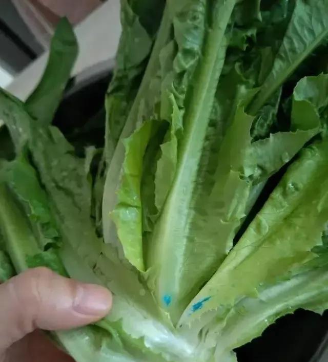 看到张家口白菜泡甲醛的新闻，我马上给我妈打电话，让她再买菜必须做好这几件事:
1