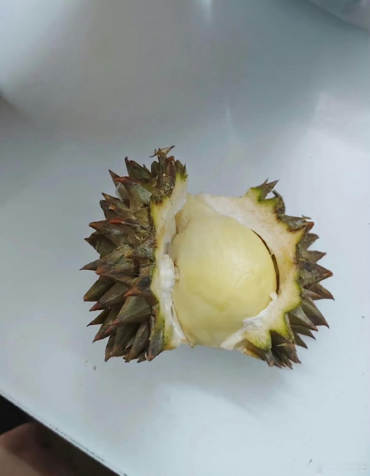 这榴莲怎么还住上单间了 逛超市惊了！榴莲居然有专属小单间，一个个单独架起来，像在
