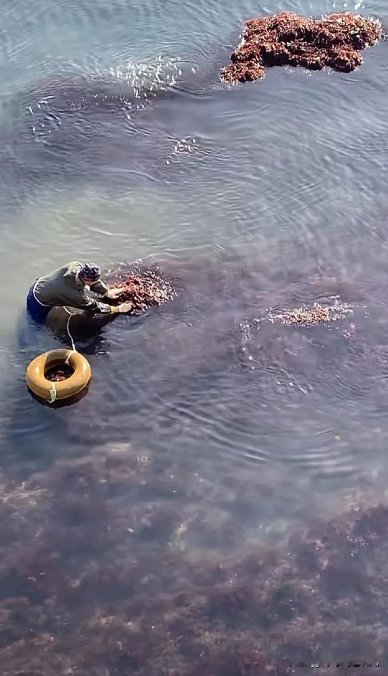 青岛的海底咋这么多好东西，每缝大潮潮水退去海里裸露出许多褐色的岩石山，有的人就穿