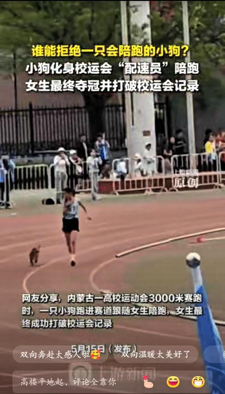太暖心了，内蒙古，一女大学生参加3000米比赛，不料，她经常投喂的小狗突然闯入赛