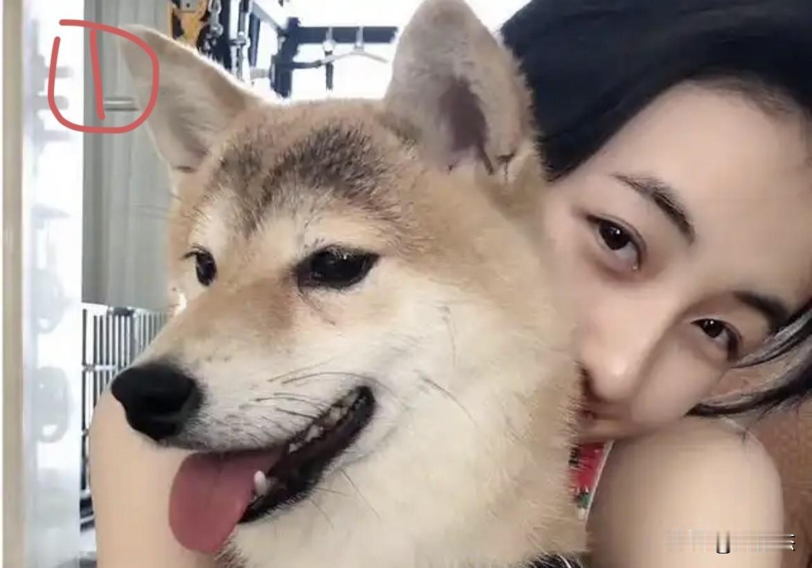 一群幸福的狗狗，哪只小狗最漂亮？