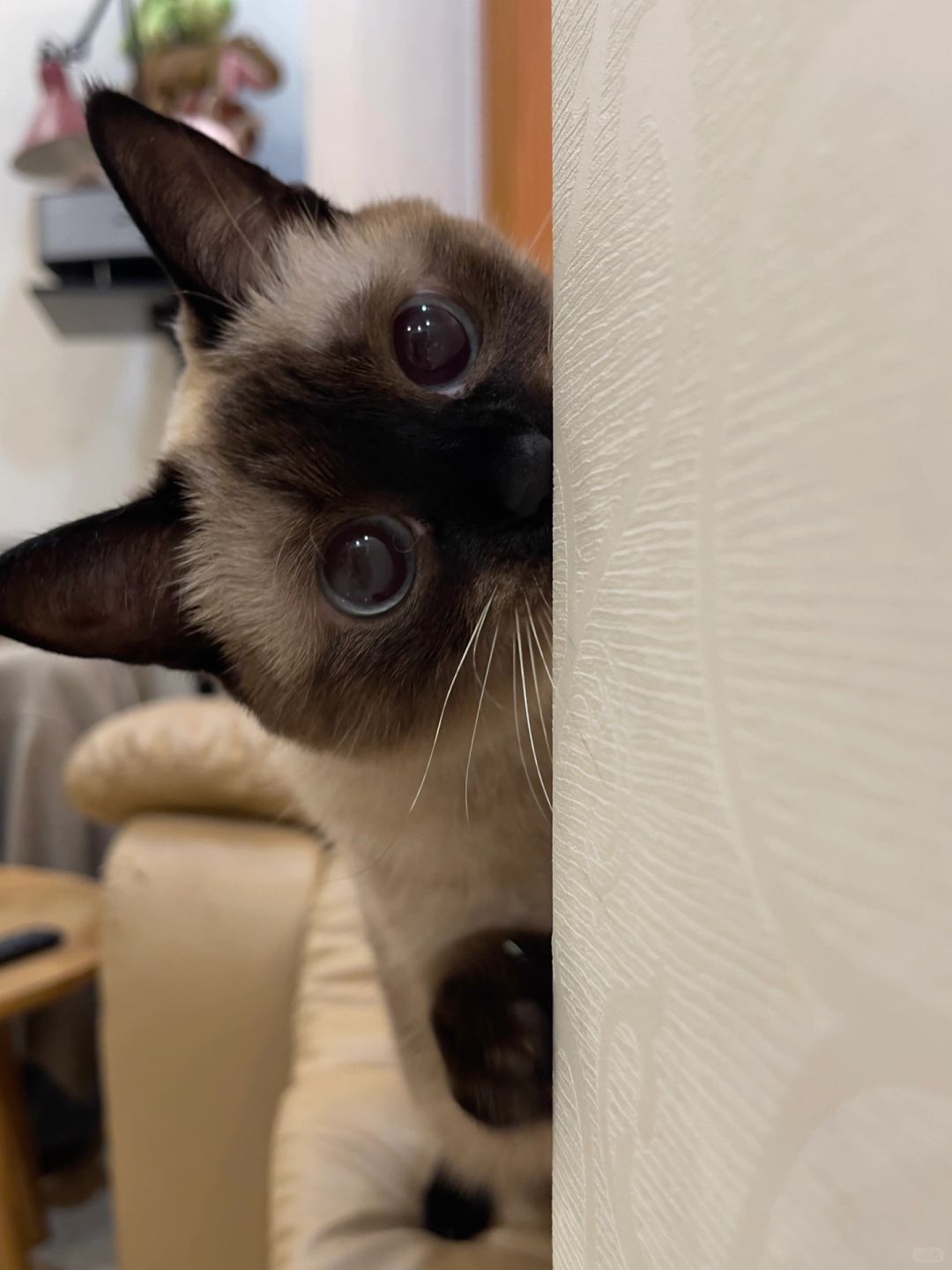 怎么办啊 被小猫盯上了