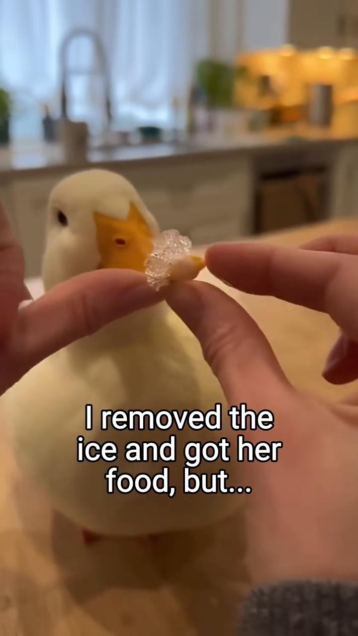 Duck comes to my door for help...I remov