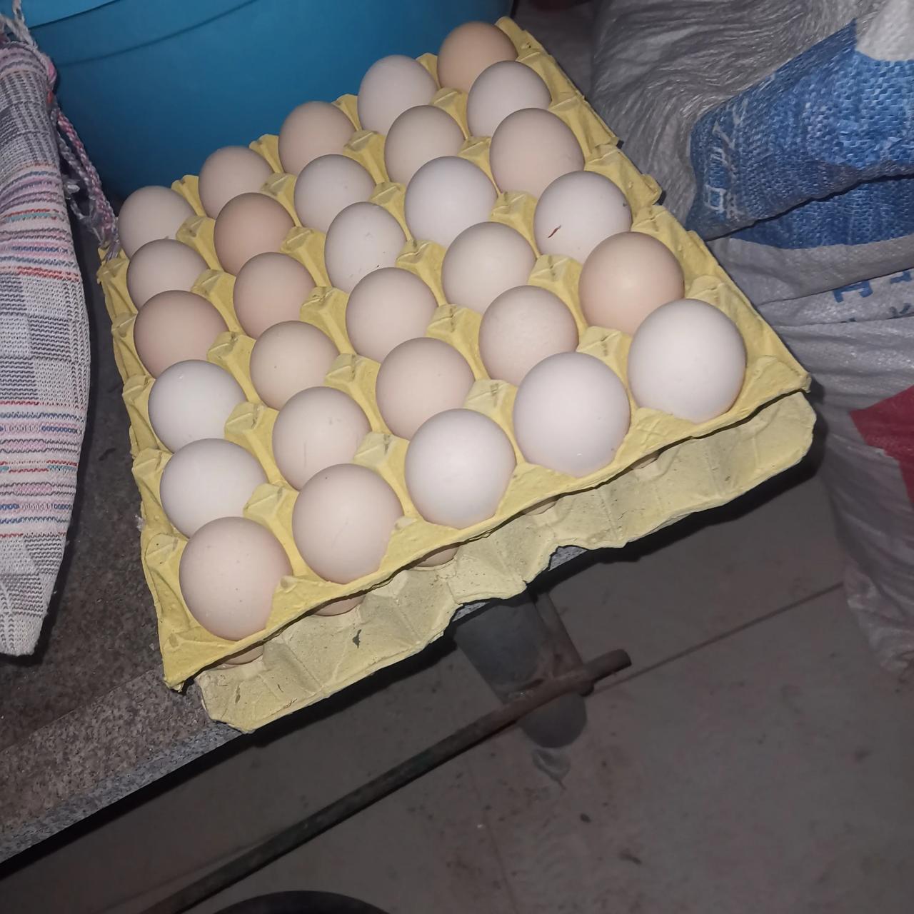2025.1.19
今天上午小姑又来了，依然没有空着手，搬着两盘鸡蛋

不知道从