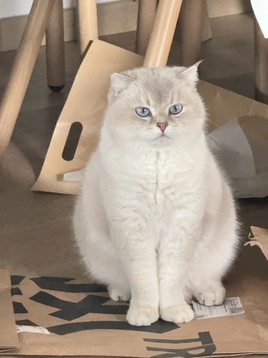 宝宝，你是一个三角饭团子🍙