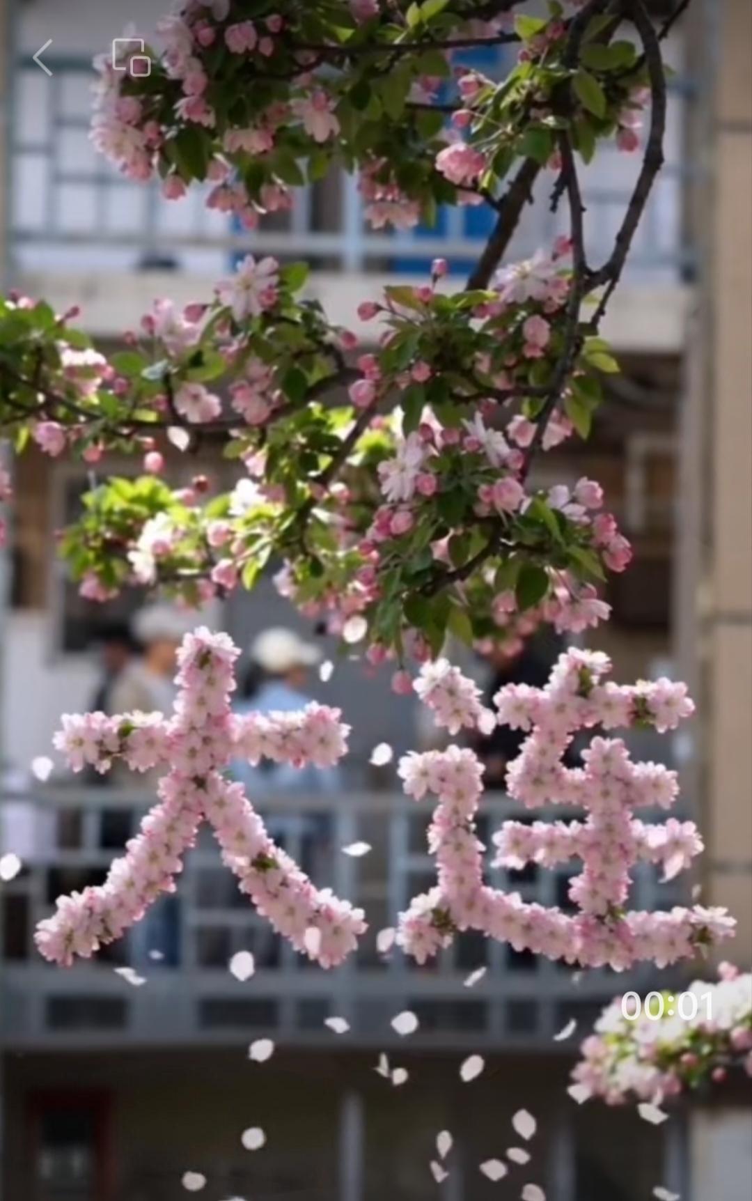 海棠花开有多美