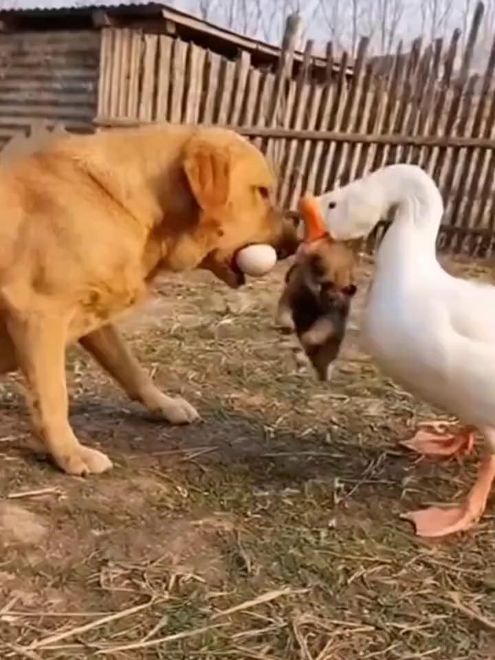 哈哈哈哈。