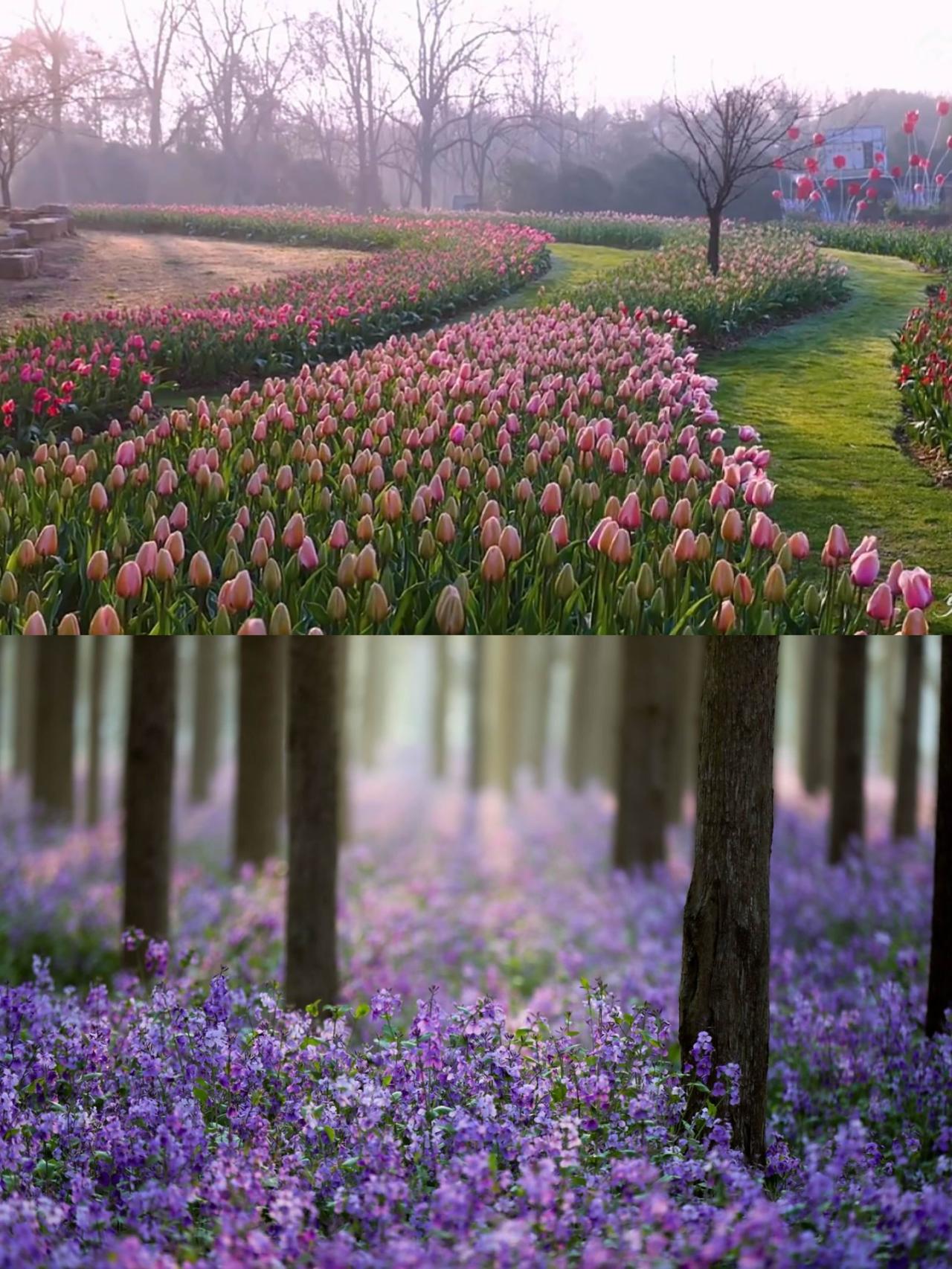 来南京赏花吧，
40万株郁金香美翻了！

春天的南京简直被花包围了！
中山植物园