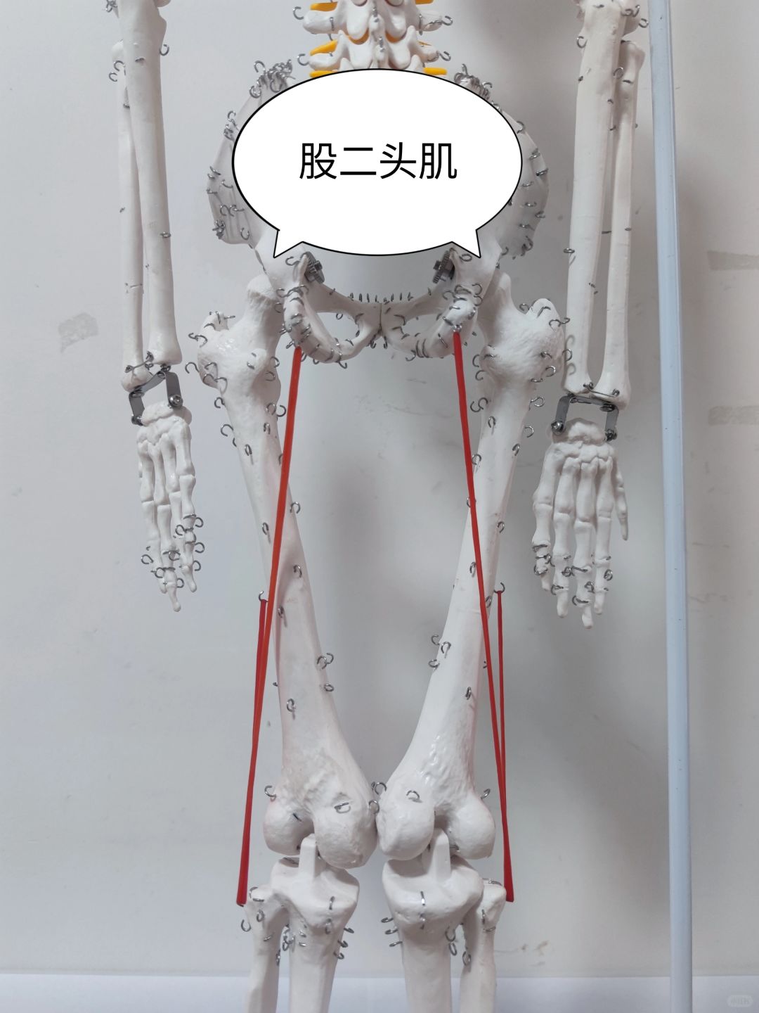 股二头肌
