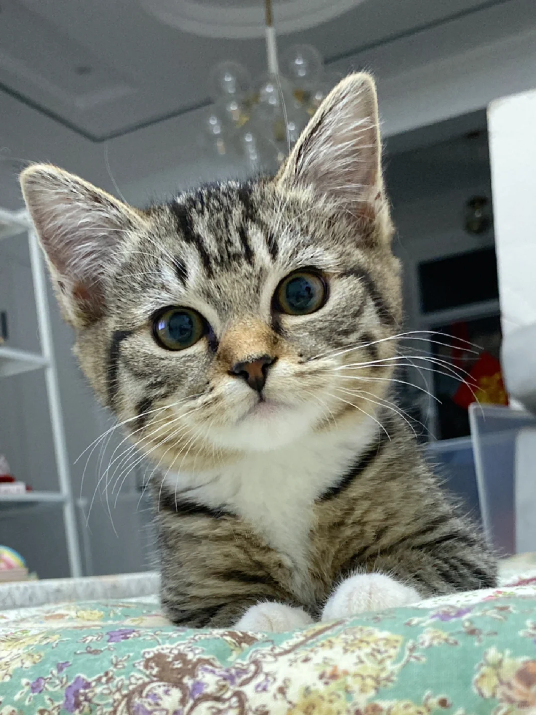 我把我的小猫咪养大啦！